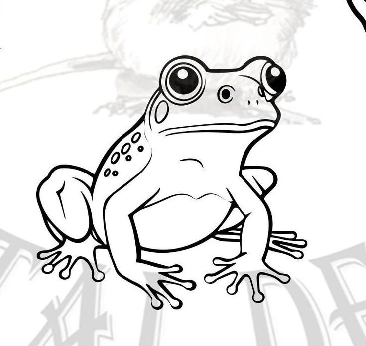 Frog Face Frog Face Drawing idea