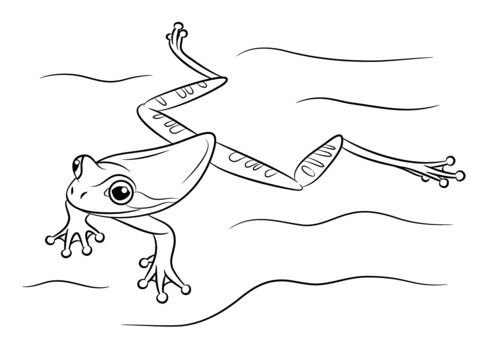 Swimming Frog