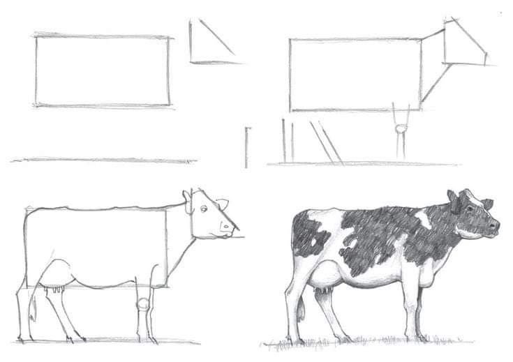 How to Draw a Cow Face in 5 Steps