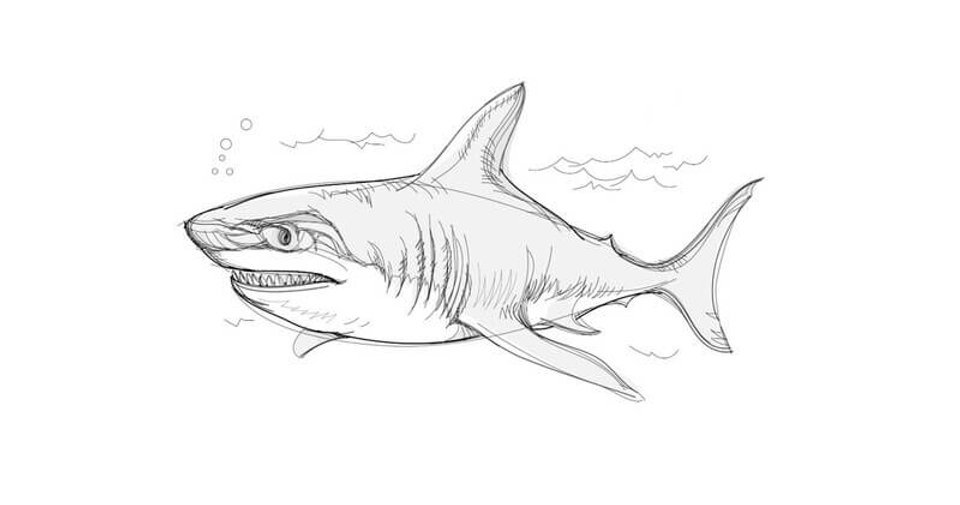 shark drawing