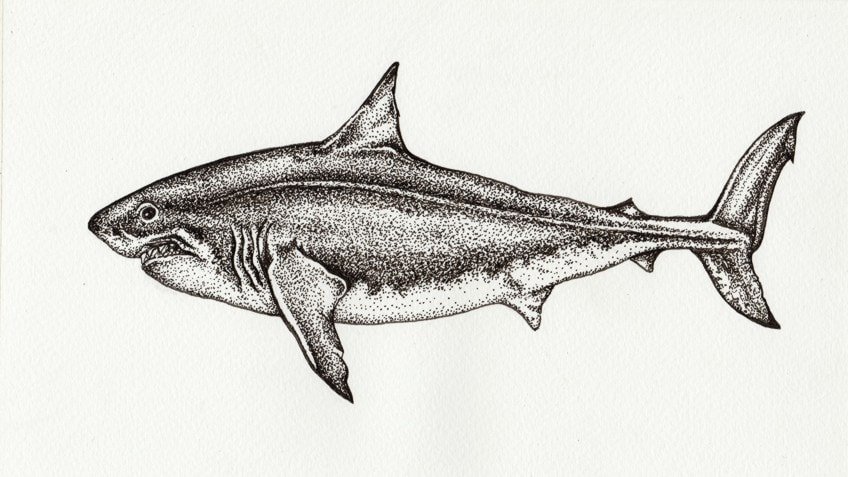 shark drawing