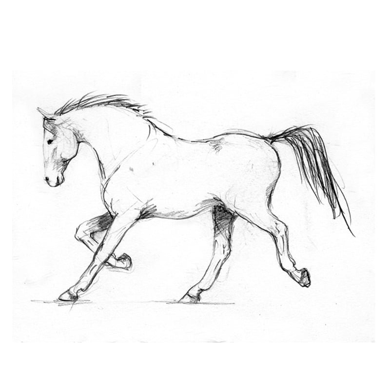 horse drawing