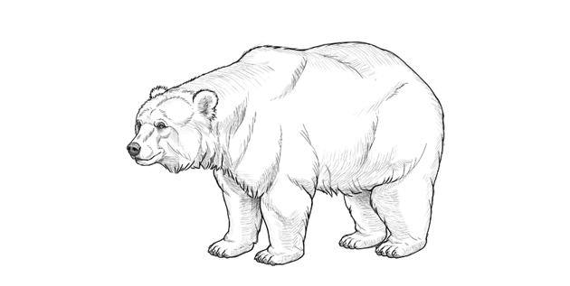 bear drawing